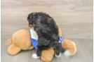 Smart Mini Aussiedoodle Poodle Mix Pup