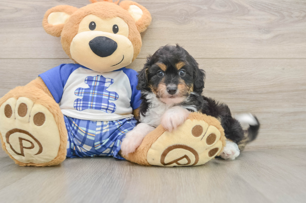 Hypoallergenic Aussiepoo Poodle Mix Puppy