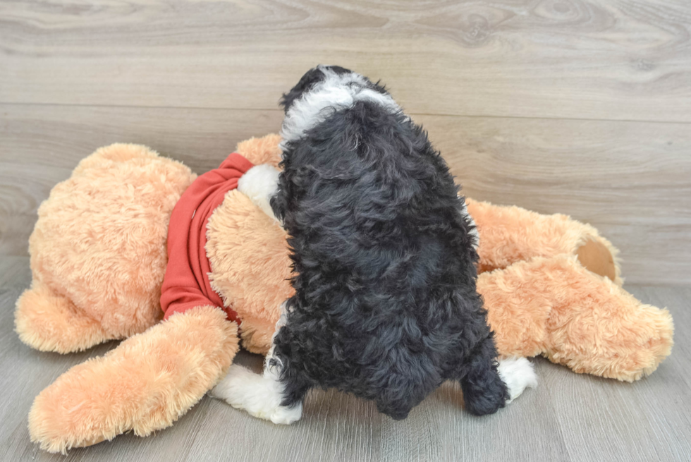 Cute Mini Aussiedoodle Baby