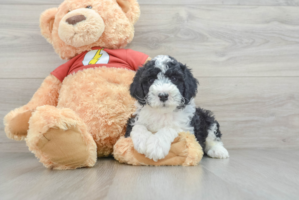 Smart Mini Aussiedoodle Poodle Mix Pup