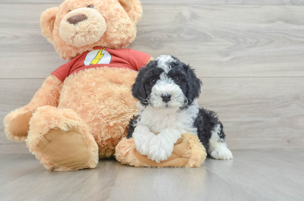 7 week old Mini Aussiedoodle Puppy For Sale - Pilesgrove Pups