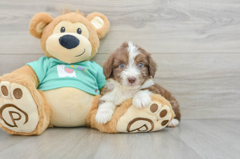 8 week old Mini Aussiedoodle Puppy For Sale - Pilesgrove Pups