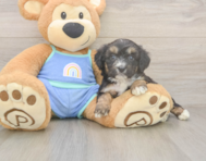 7 week old Mini Aussiedoodle Puppy For Sale - Pilesgrove Pups