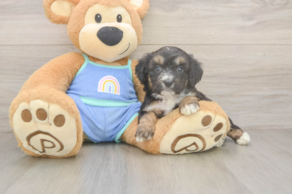 5 week old Mini Aussiedoodle Puppy For Sale - Pilesgrove Pups