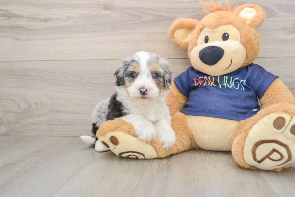 Adorable Mini Australian Shepherd X Poodle Mix Poodle Mix Puppy