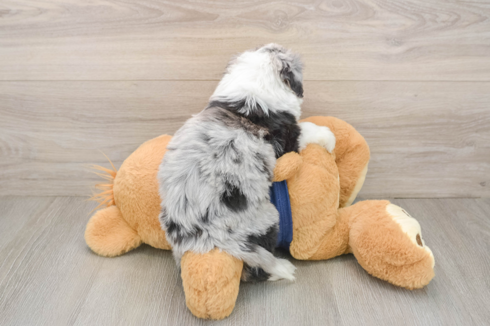 Funny Mini Aussiedoodle Poodle Mix Pup
