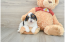 Popular Mini Aussiedoodle Poodle Mix Pup