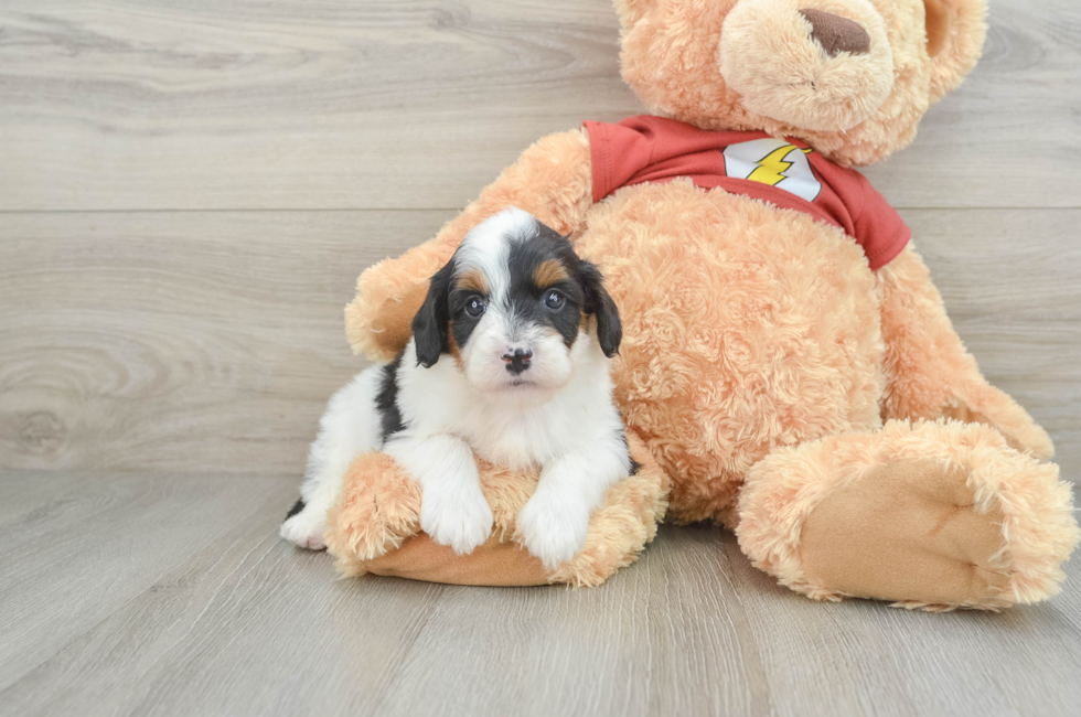 6 week old Mini Aussiedoodle Puppy For Sale - Pilesgrove Pups