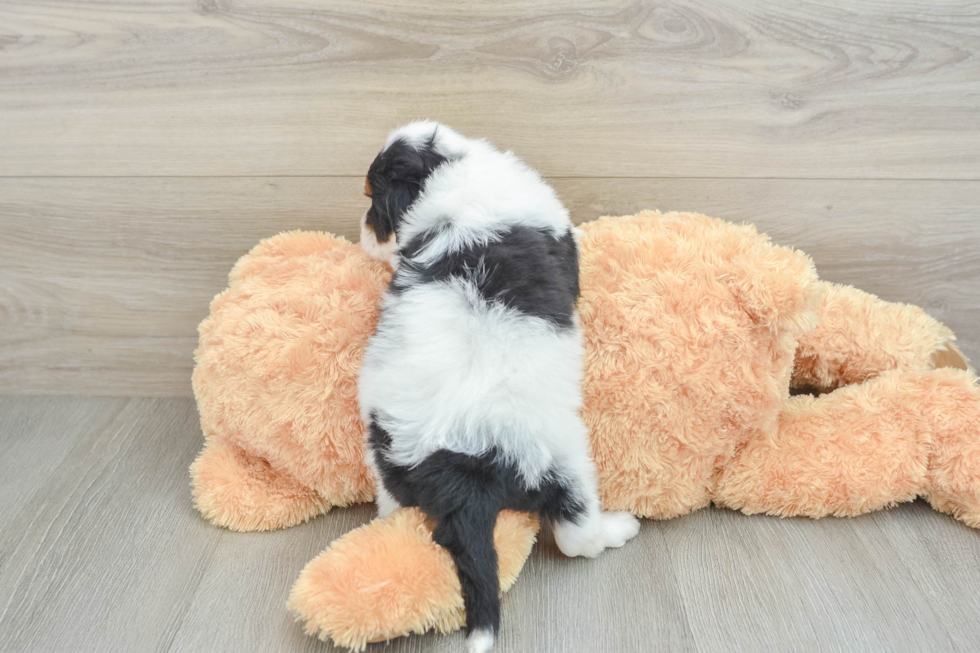 Best Mini Aussiedoodle Baby