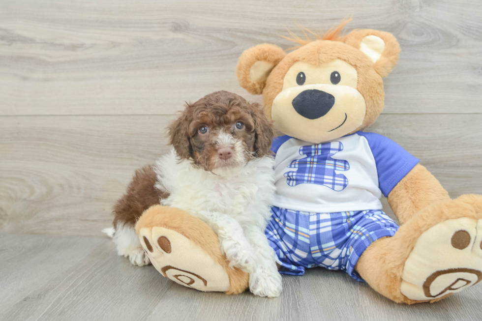 Small Mini Aussiedoodle Baby