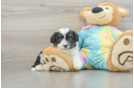 Funny Mini Aussiedoodle Poodle Mix Pup