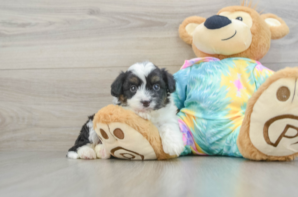 5 week old Mini Aussiedoodle Puppy For Sale - Pilesgrove Pups