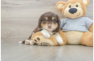 Little Mini Aussiepoo Poodle Mix Puppy