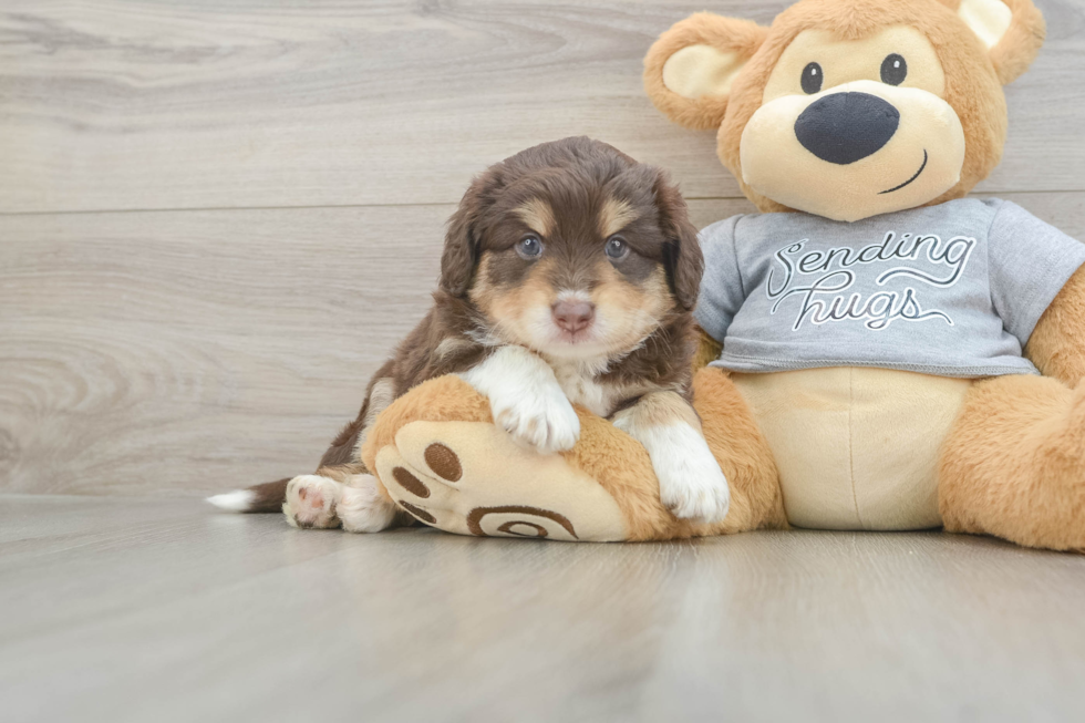Little Mini Aussiepoo Poodle Mix Puppy
