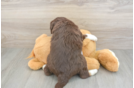Playful Mini Aussiepoodle Poodle Mix Puppy
