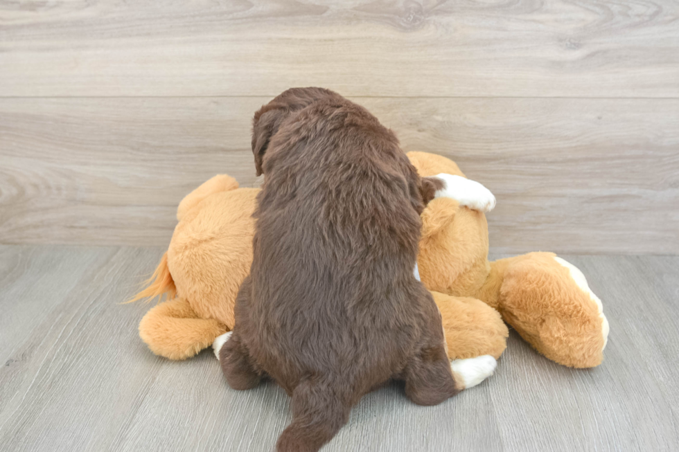 Playful Mini Aussiepoodle Poodle Mix Puppy