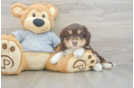 Petite Mini Aussiedoodle Poodle Mix Pup