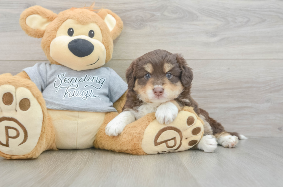 4 week old Mini Aussiedoodle Puppy For Sale - Pilesgrove Pups