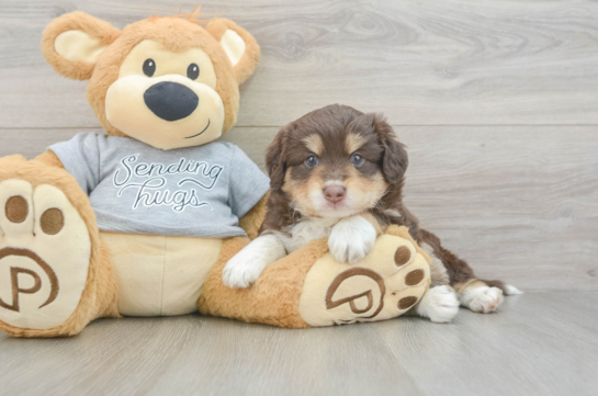 Petite Mini Aussiedoodle Poodle Mix Pup