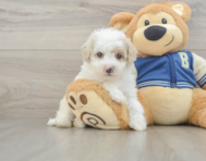 9 week old Mini Aussiedoodle Puppy For Sale - Pilesgrove Pups