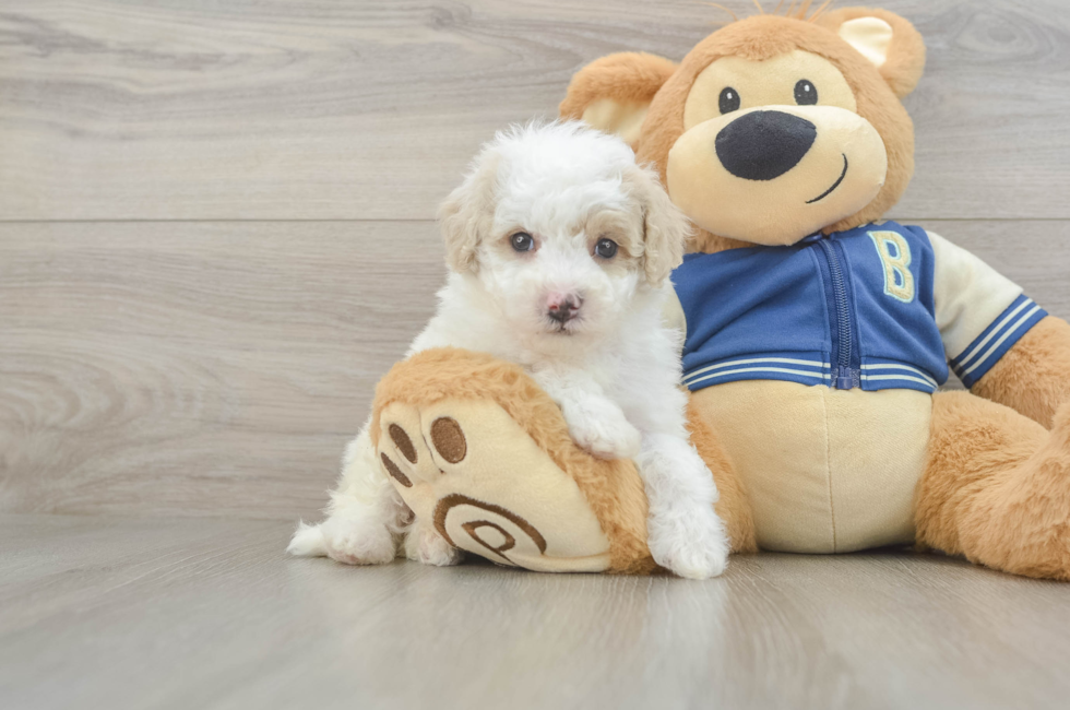 5 week old Mini Aussiedoodle Puppy For Sale - Pilesgrove Pups