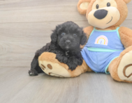 6 week old Mini Aussiedoodle Puppy For Sale - Pilesgrove Pups