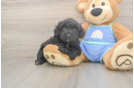 Mini Aussiedoodle Pup Being Cute