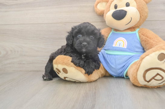 Mini Aussiedoodle Pup Being Cute