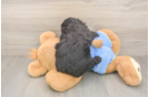 Cute Mini Aussiedoodle Baby