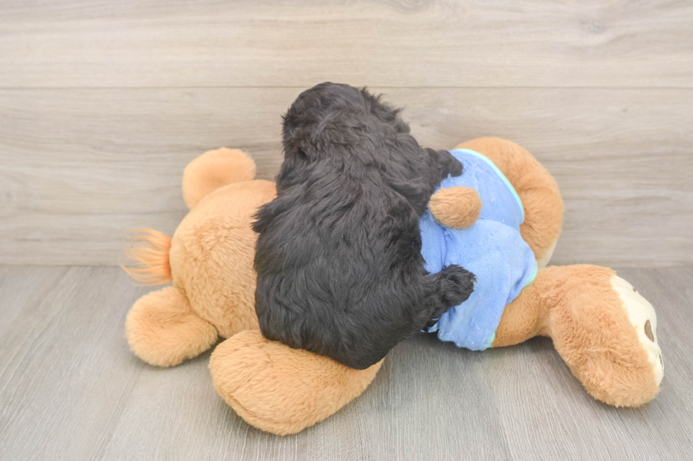 Cute Mini Aussiedoodle Baby