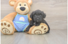 Best Mini Aussiedoodle Baby