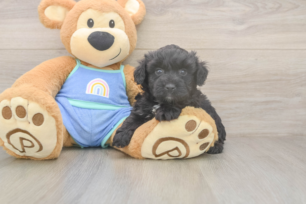 Best Mini Aussiedoodle Baby