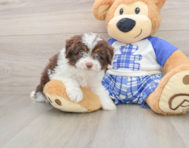 7 week old Mini Aussiedoodle Puppy For Sale - Pilesgrove Pups
