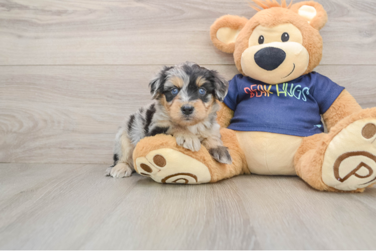 Mini Aussiedoodle Puppy for Adoption