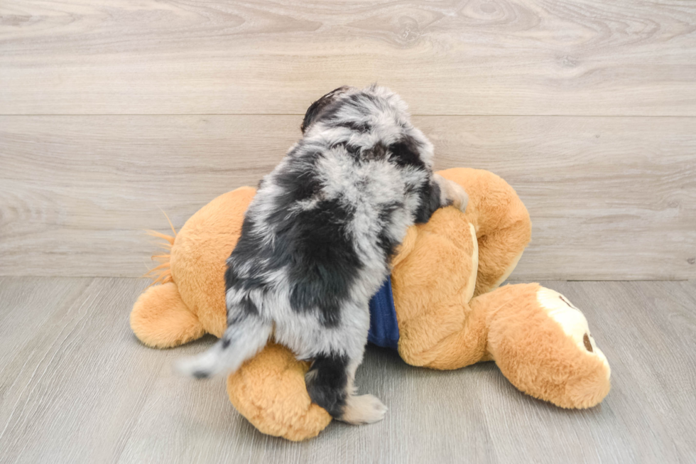 Best Mini Aussiedoodle Baby