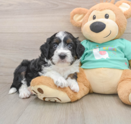5 week old Mini Aussiedoodle Puppy For Sale - Pilesgrove Pups