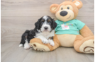 Little Aussiepoo Poodle Mix Puppy