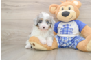 Mini Aussiedoodle Pup Being Cute