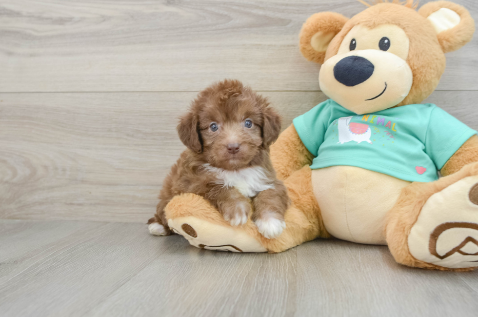 8 week old Mini Aussiedoodle Puppy For Sale - Pilesgrove Pups