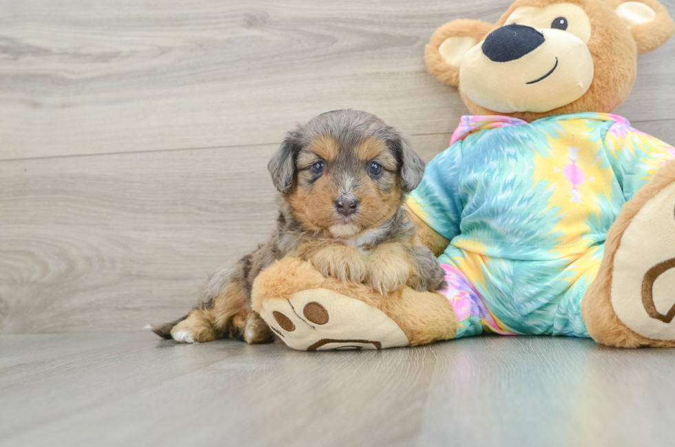 5 week old Mini Aussiedoodle Puppy For Sale - Pilesgrove Pups