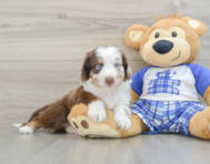 8 week old Mini Aussiedoodle Puppy For Sale - Pilesgrove Pups