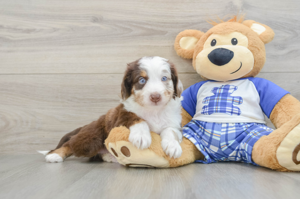 5 week old Mini Aussiedoodle Puppy For Sale - Pilesgrove Pups