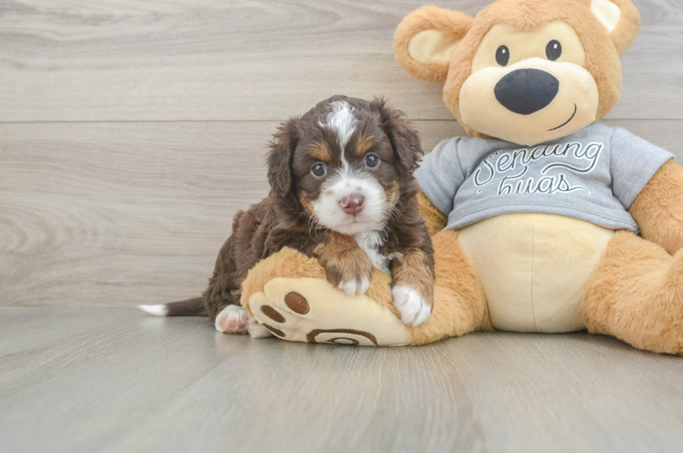 4 week old Mini Aussiedoodle Puppy For Sale - Pilesgrove Pups