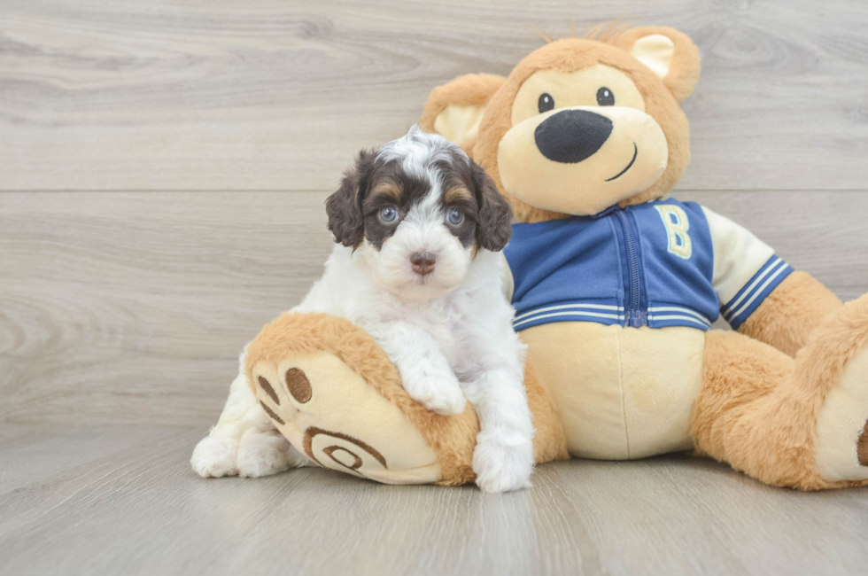 5 week old Mini Aussiedoodle Puppy For Sale - Pilesgrove Pups