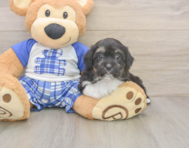 9 week old Mini Aussiedoodle Puppy For Sale - Pilesgrove Pups