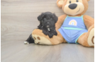 Mini Aussiedoodle Pup Being Cute