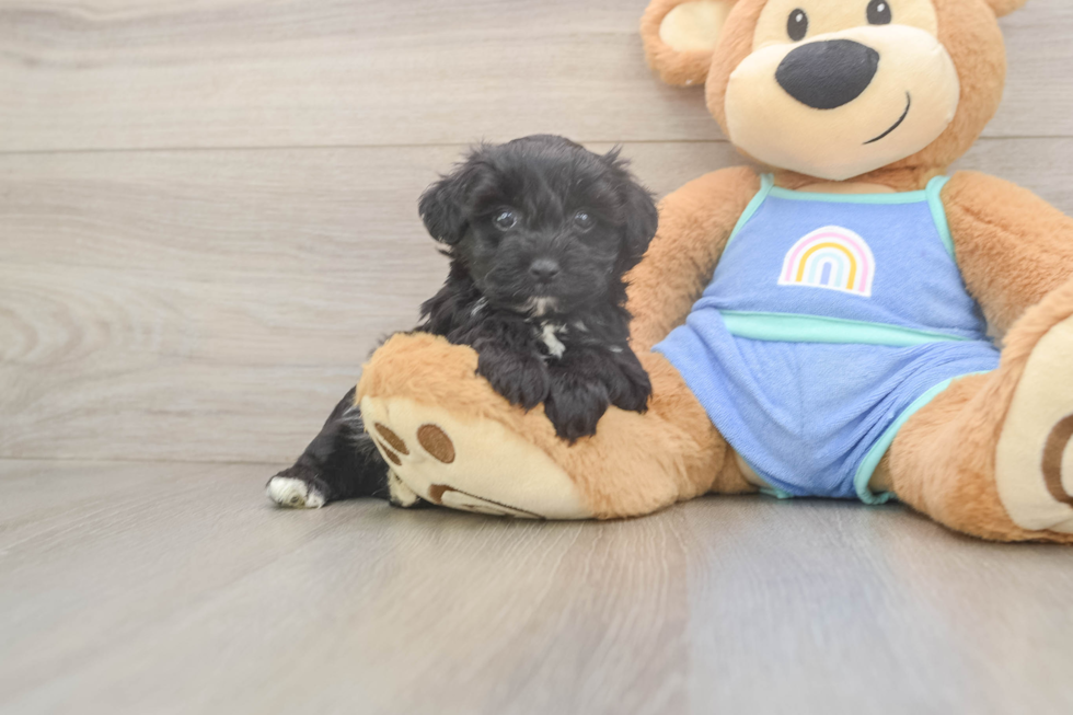Mini Aussiedoodle Pup Being Cute