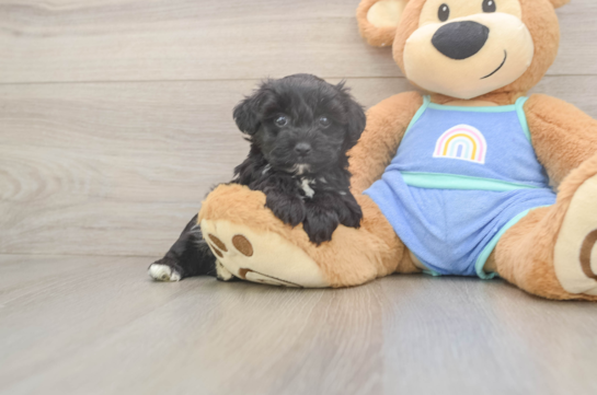 Mini Aussiedoodle Pup Being Cute