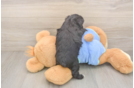 Little Mini Aussiepoo Poodle Mix Puppy