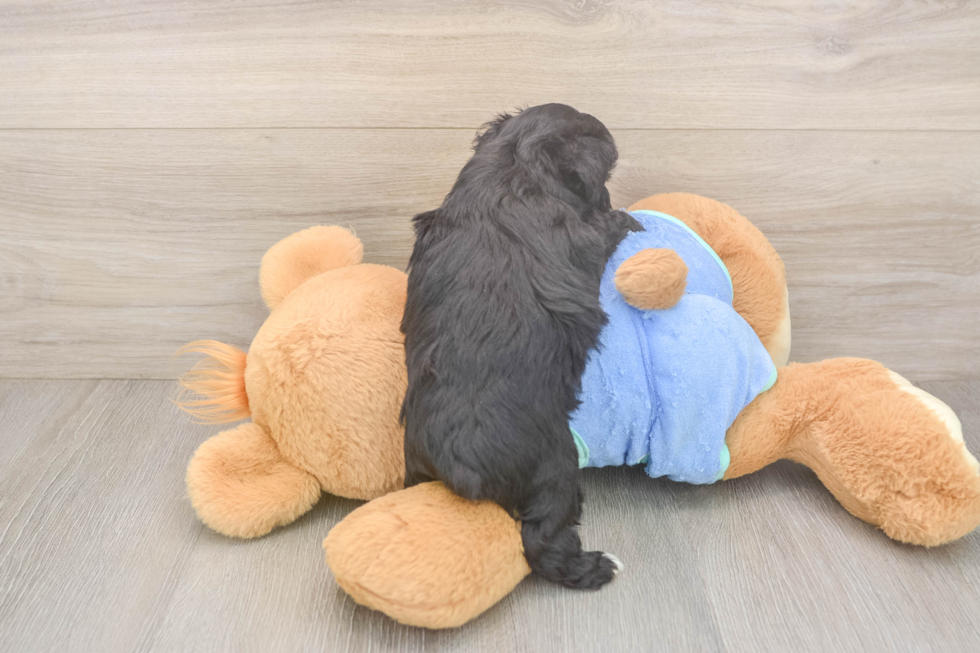 Little Mini Aussiepoo Poodle Mix Puppy
